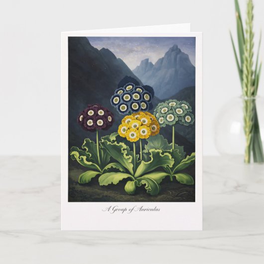 Een Groep Auricula's — Moderne Botanische Herinter Kaart (Voorkant)