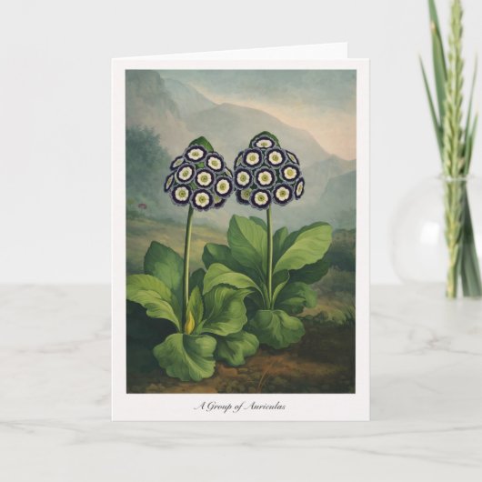 Een Groep Auricula's — Moderne Botanische Herinter Kaart (Voorkant)