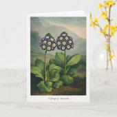 Een Groep Auricula's — Moderne Botanische Herinter Kaart (Gele Bloem)
