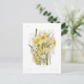 Een groep Daffodils Briefkaart (Staand voorkant)