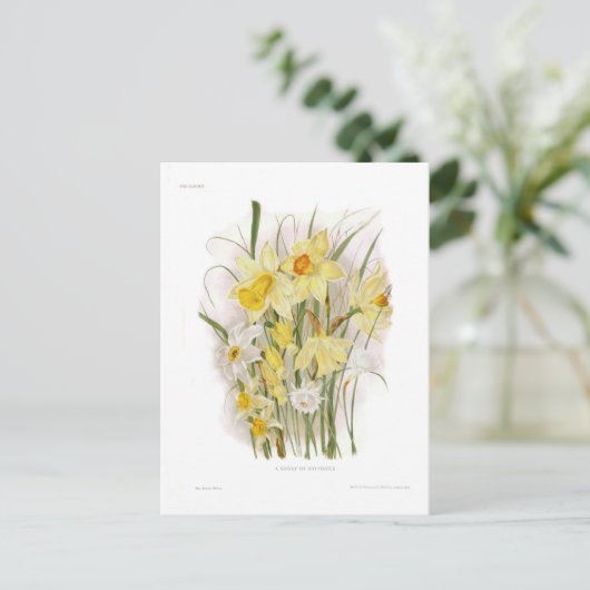 Een groep Daffodils Briefkaart (Staand voorkant)