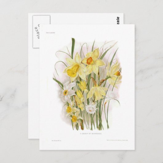 Een groep Daffodils Briefkaart (Voorkant / Achterkant)