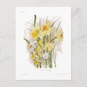 Een groep Daffodils Briefkaart (Voorkant)