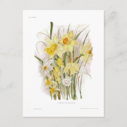 Een groep Daffodils Briefkaart (Voorkant)