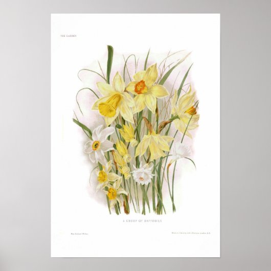 Een groep Daffodils Poster (Voorkant)