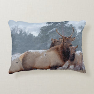 EEN GROEP DEERS ACCENT KUSSEN
