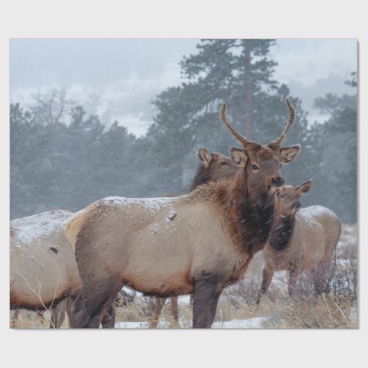 EEN GROEP DEERS CADEAUPAPIER (Vlak)