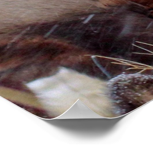 EEN GROEP DEERS POSTER (Hoek)