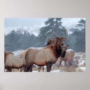 EEN GROEP DEERS POSTER