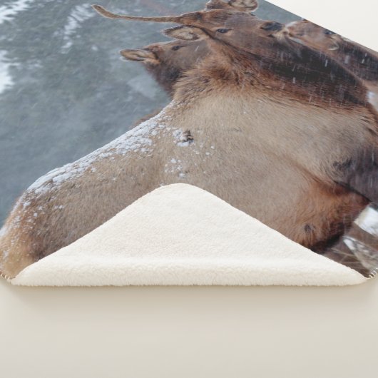 EEN GROEP DEERS SHERPA DEKEN (3/4)