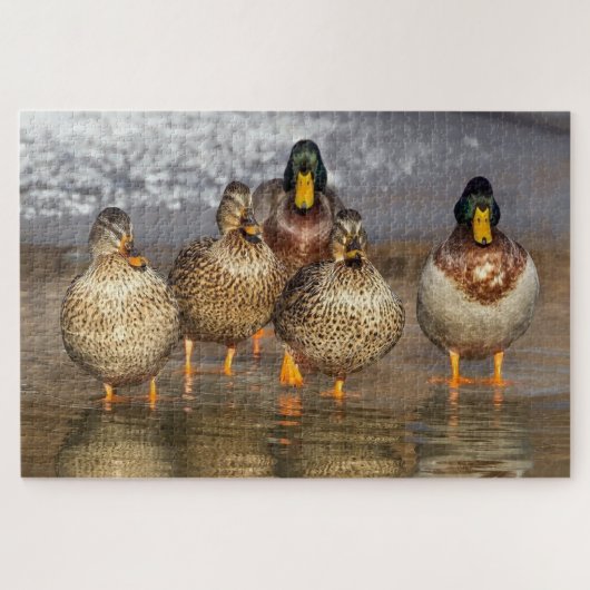 Een groep eenden foto legpuzzel (Horizontaal)