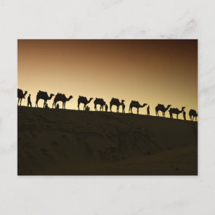 Een groep kameelherders met hun kamelen briefkaart