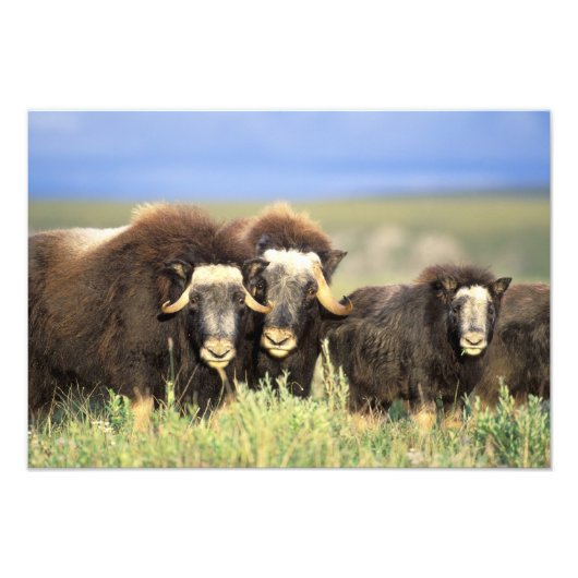 Een groep muskoxen bladert op wilde struiken foto afdruk (Voorkant)