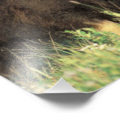 Een groep muskoxen bladert op wilde struiken foto afdruk (Hoek)