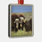 Een groep muskoxen bladert op wilde struiken metalen ornament (Rechts)