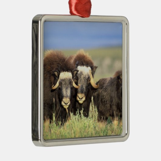 Een groep muskoxen bladert op wilde struiken metalen ornament (Rechts)