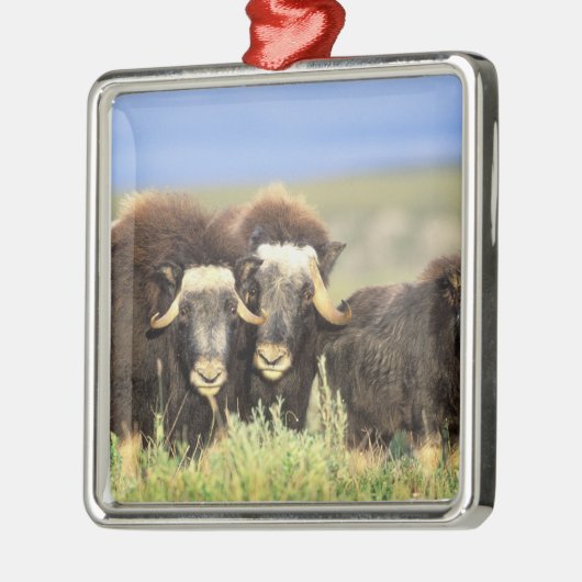 Een groep muskoxen bladert op wilde struiken metalen ornament (Links)