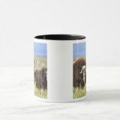 Een groep muskoxen bladert op wilde struiken mok (Midden)