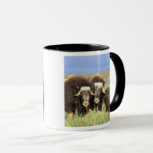 Een groep muskoxen bladert op wilde struiken mok (Voorkant rechts)