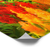 Een groep prins van Wales Feathers Poster (Hoek)