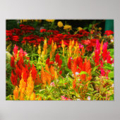 Een groep prins van Wales Feathers Poster (Voorkant)