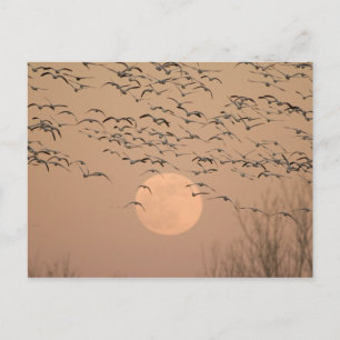 Een groep trekkende sneeuwganzen, Grus Briefkaart