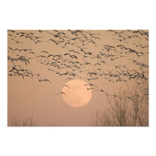 Een groep trekkende sneeuwganzen, Grus Foto Afdruk