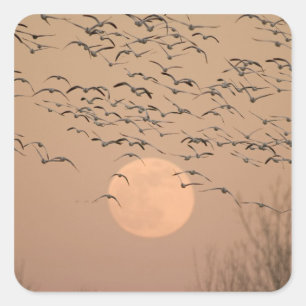 Een groep trekkende sneeuwganzen, Grus Vierkante Sticker