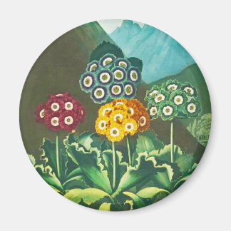 Een groep van Auriculas Magneet