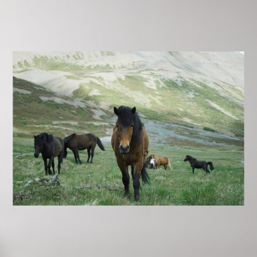 EEN GROEP VAN HOREN OP EEN MOUNTAIN PASTURE POSTER (Voorkant)