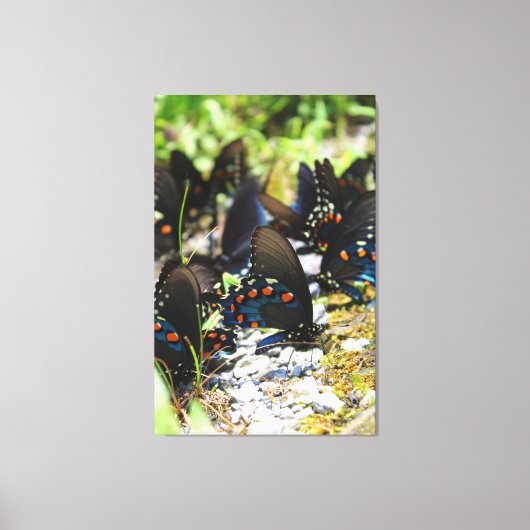 Een groep van Swallowtails Canvas Afdruk (Voorkant)