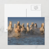 Een groep witte paarden in de Camargue Briefkaart (Voorkant / Achterkant)