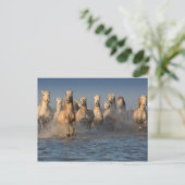 Een groep witte paarden in de Camargue Briefkaart (Staand voorkant)