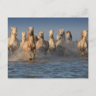 Een groep witte paarden in de Camargue Briefkaart