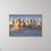 Een groep witte paarden in de Camargue
