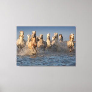 Een groep witte paarden in de Camargue Canvas Afdruk