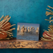 Een groep witte paarden in de Camargue Fotoplaat (Zijkant)