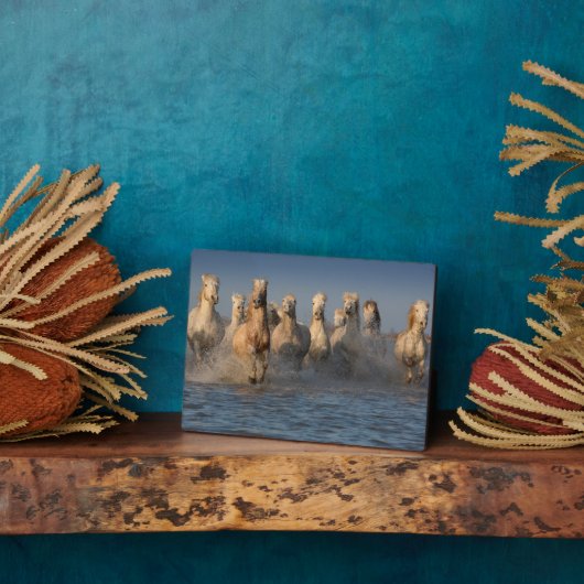 Een groep witte paarden in de Camargue Fotoplaat (Zijkant)