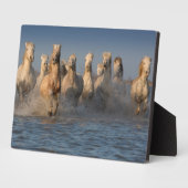 Een groep witte paarden in de Camargue Fotoplaat (Zijkant)