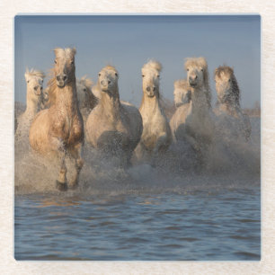 Een groep witte paarden in de Camargue Glazen Onderzetter