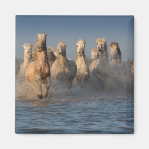 Een groep witte paarden in de Camargue Magneet