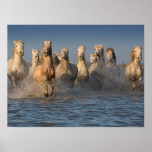 Een groep witte paarden in de Camargue Poster
