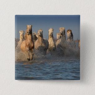 Een groep witte paarden in de Camargue Vierkante Button 5,1 Cm