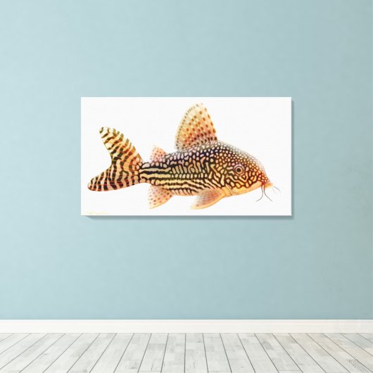 Een groot Corydoras Sterbae Catfish verpakt canvas (Insitu (Houten vloer))