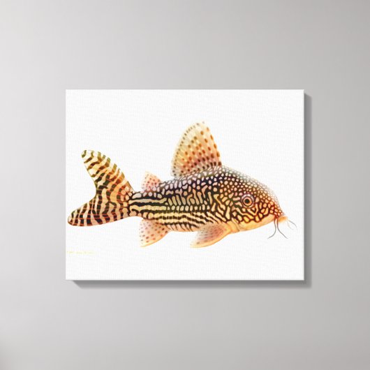 Een groot Corydoras Sterbae Catfish verpakt canvas Afdruk (Voorkant)