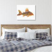 Een groot Corydoras Sterbae Catfish verpakt canvas Afdruk (Insitu (Slaapkamer))