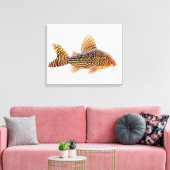 Een groot Corydoras Sterbae Catfish verpakt canvas Afdruk (Insitu (Woonkamer))