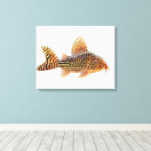 Een groot Corydoras Sterbae Catfish verpakt canvas Afdruk (Insitu (Houten vloer))