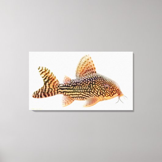 Een groot Corydoras Sterbae Catfish verpakt canvas Afdruk (Voorkant)