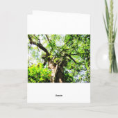 Een grote boom in het bos opzoeken - Wenskaarten Kaart (Achterkant)